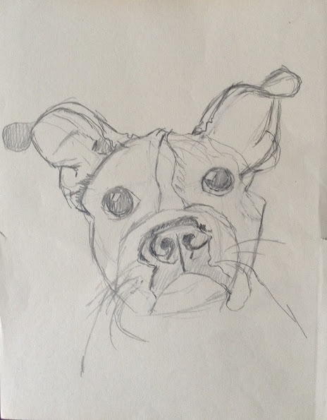 boston-terrier