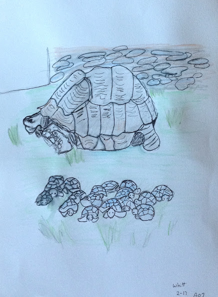 turtles